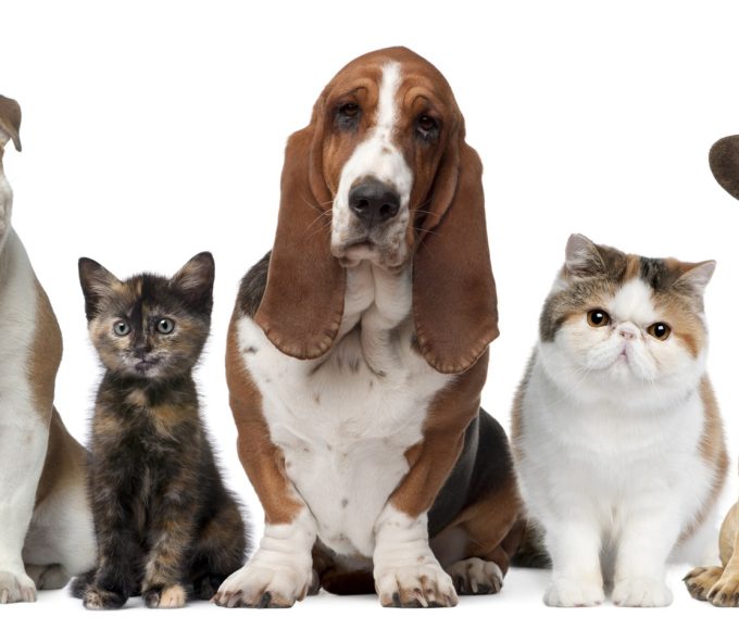 Conquer your fear of cats and dogs with practical strategies and professional help. Overcome phobias and embrace a life free from anxiety.