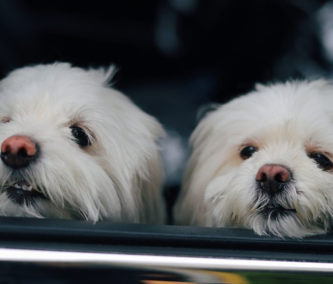 Understanding Littermate Syndrome: Causes, Effects, and Prevention