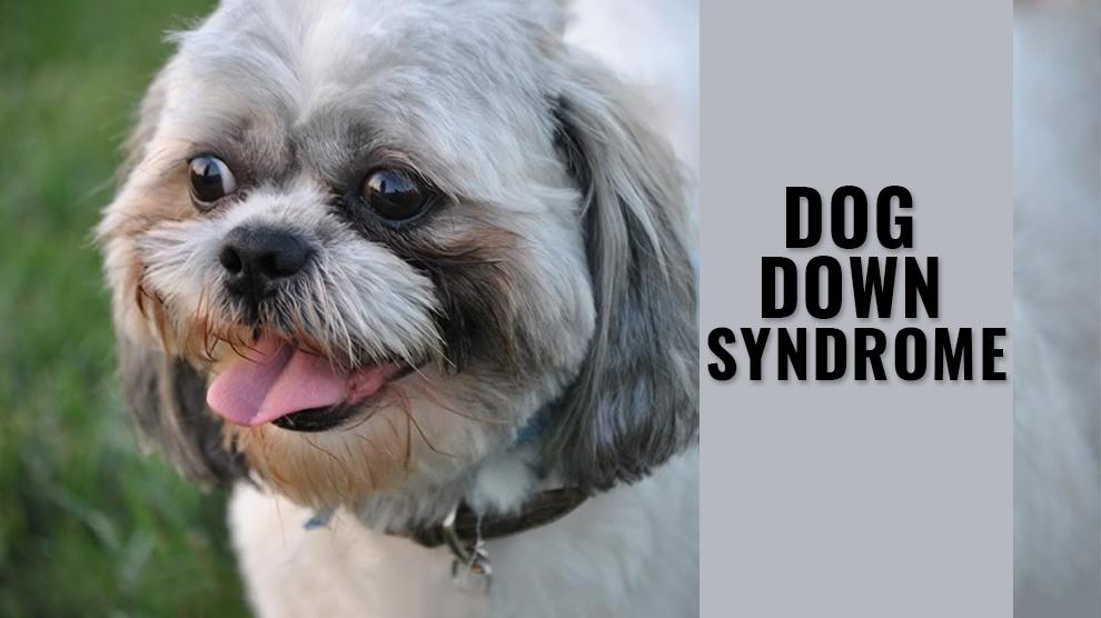 Dogs with Down Syndrome: A Comprehensive Guide to Caring for Canine Special Needs