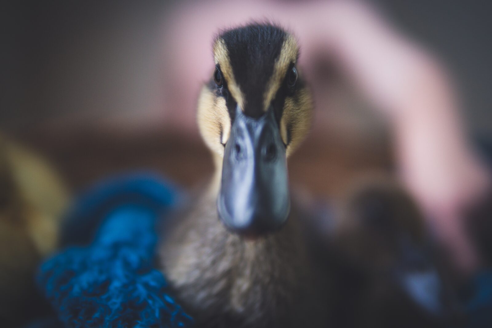 Duck Watching Phobia(Anatidaephobia): Overcoming the Fear of Being Observed by Ducks