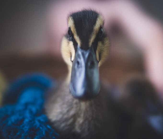 Duck Watching Phobia(Anatidaephobia): Overcoming the Fear of Being Observed by Ducks